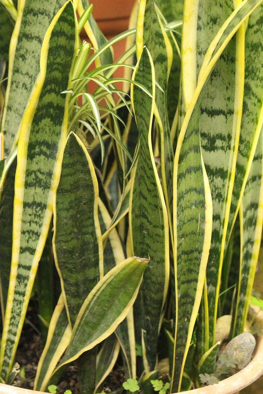 sansevieria ingrijire
