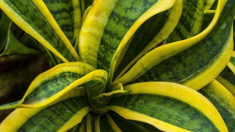 sansevieria cylindrica