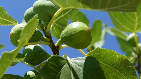 cand se planteaza smochinul in gradina