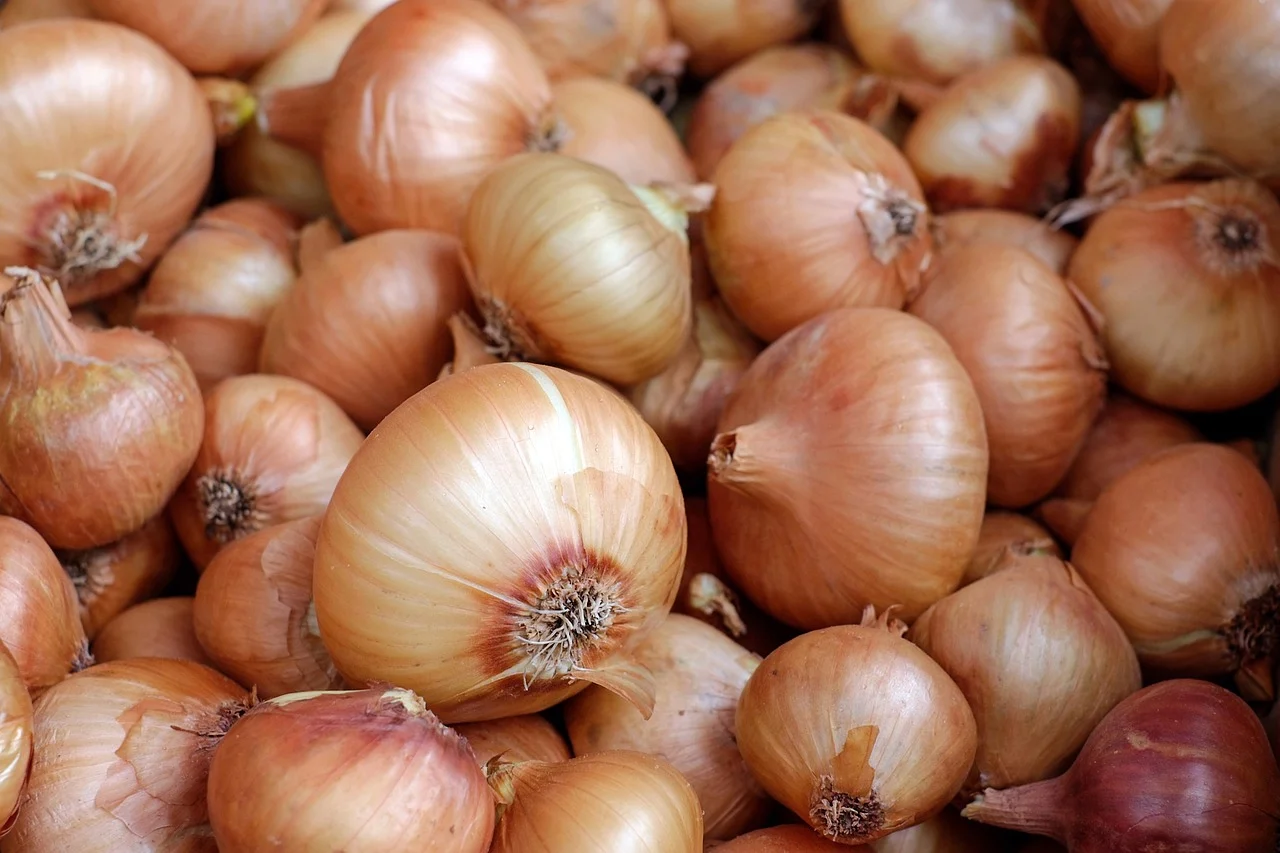 productie ceapa la hectar