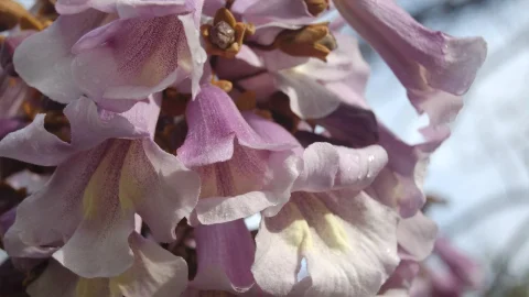 copaci paulownia