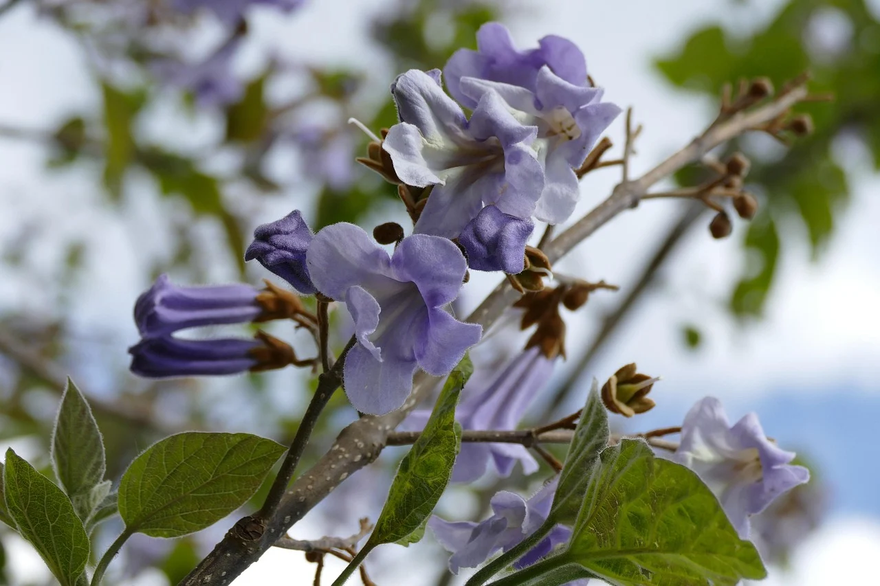puieti paulownia