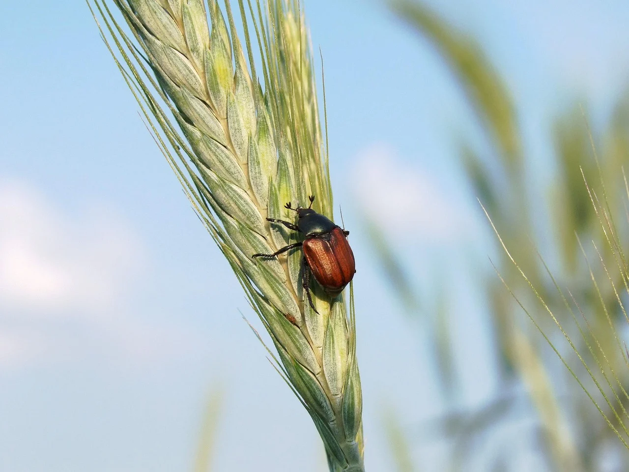 productie triticale la hectar
