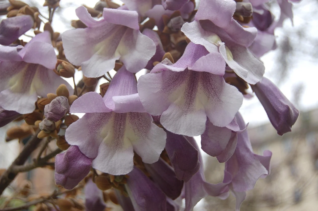 paulownia in curte