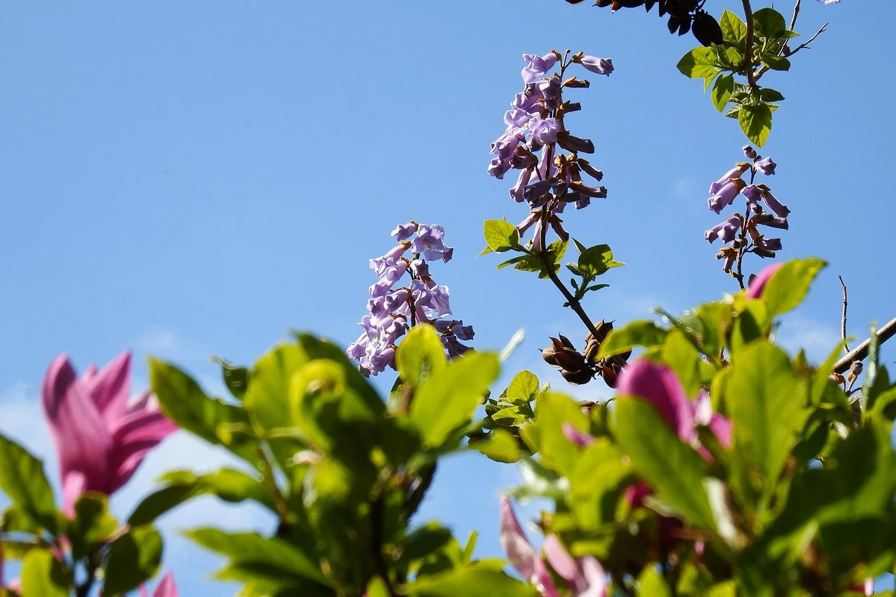 lemn paulownia