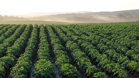agricultura ecologica