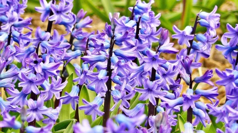 cand se planteaza bulbii de zambile in ghiveci