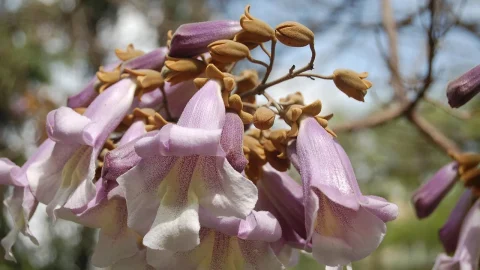 arbore de paulownia