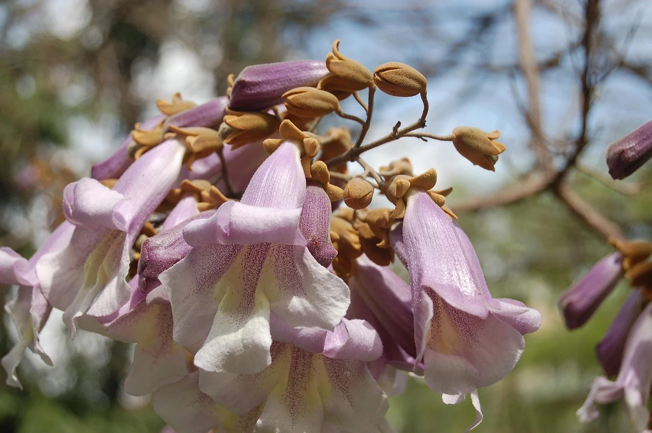 arbore de paulownia