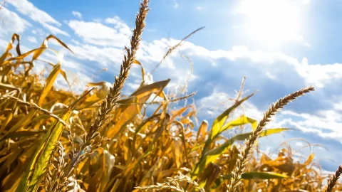 plante rezistente la soare si seceta