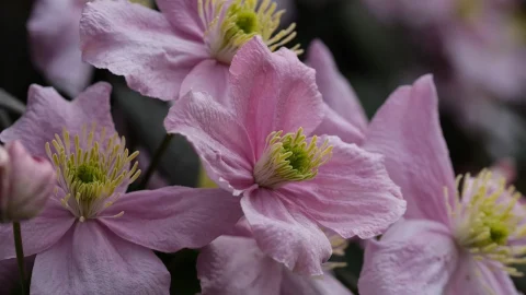 cand se planteaza clematis