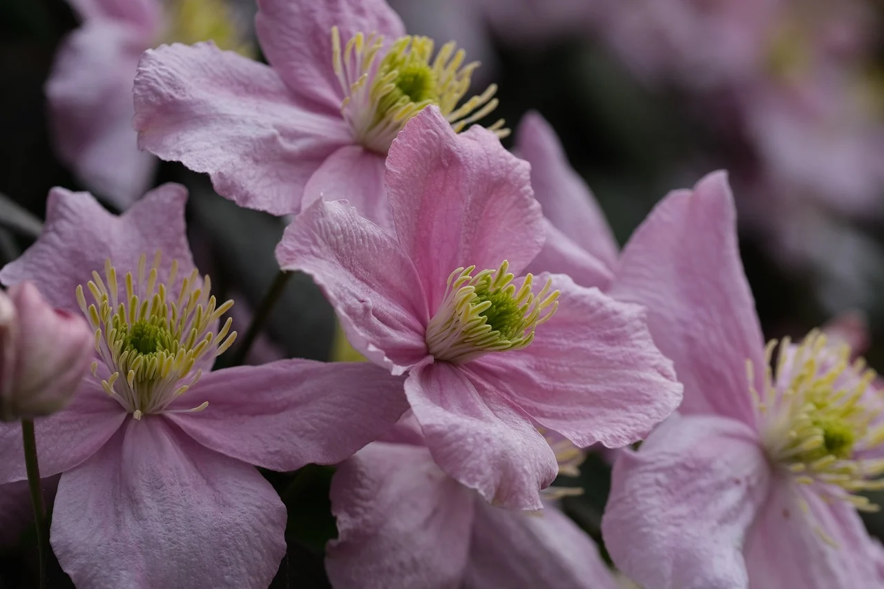 cand se planteaza clematis