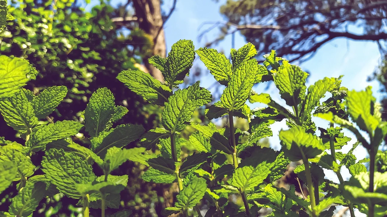 cand se recolteaza menta