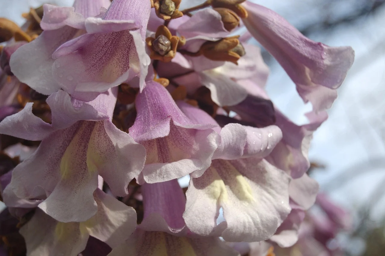 adevarul despre paulownia