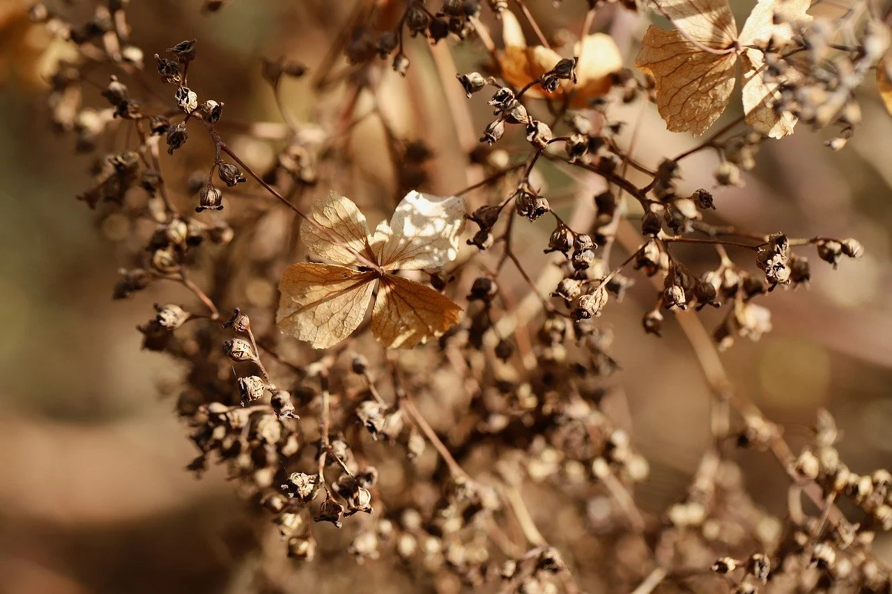 cand se planteaza hortensia