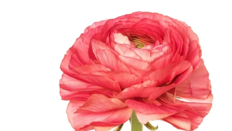 cand se planteaza ranunculus