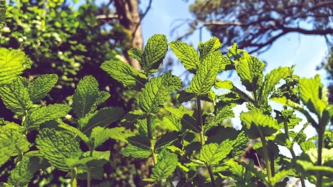 cand se planteaza menta
