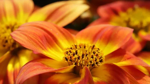 cand se planteaza semintele de gazania