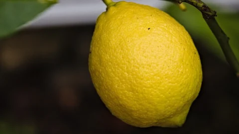 pomi fructiferi rezistenti la seceta