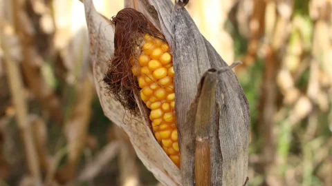 plante de gradina rezistente la seceta