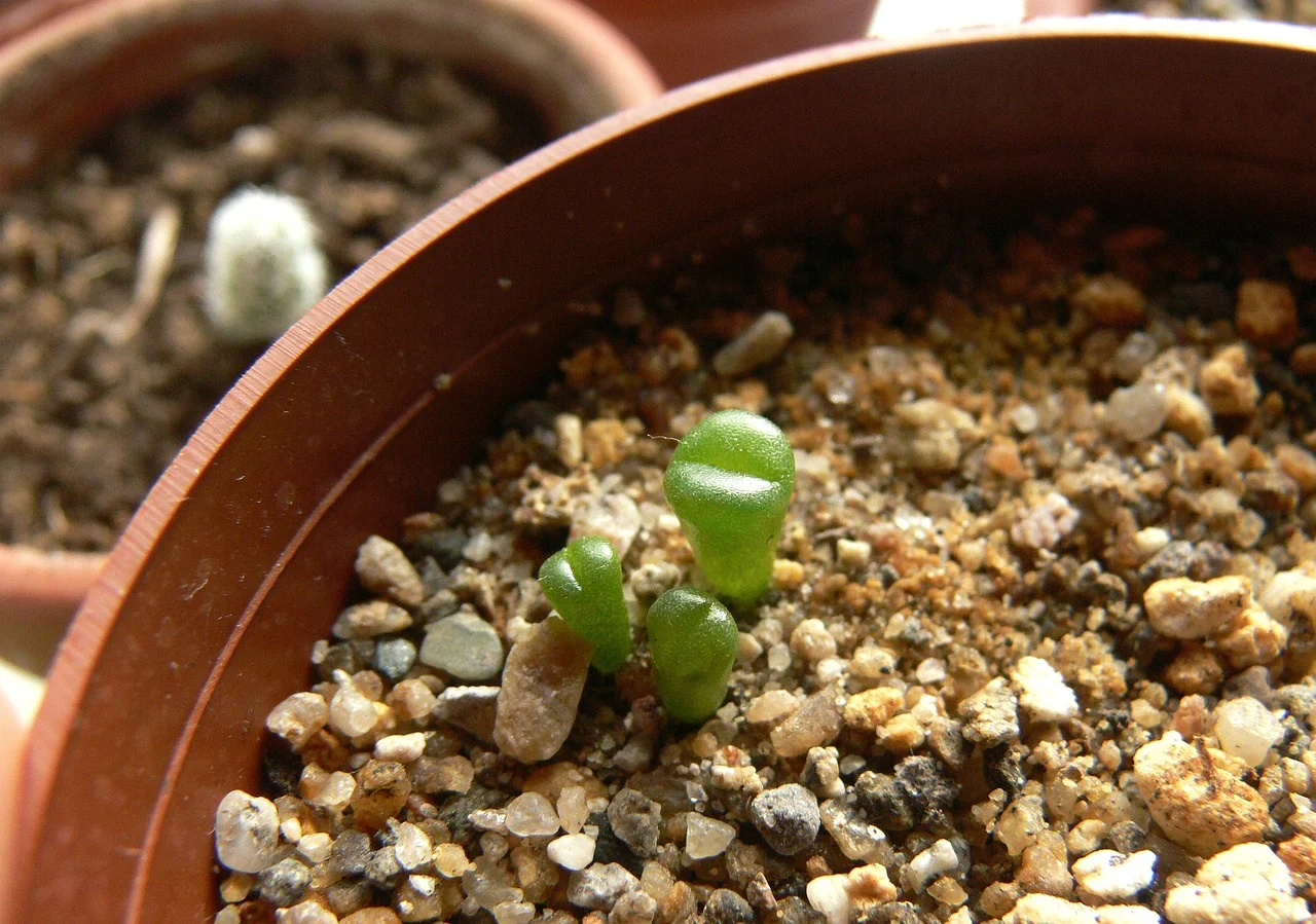 compozitia solului