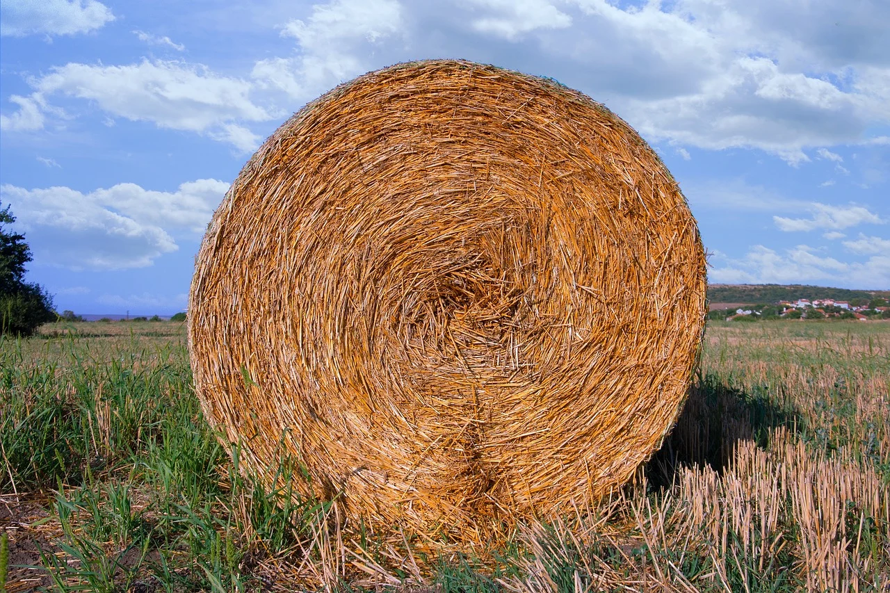 orzoaica de primavara productie la hectar