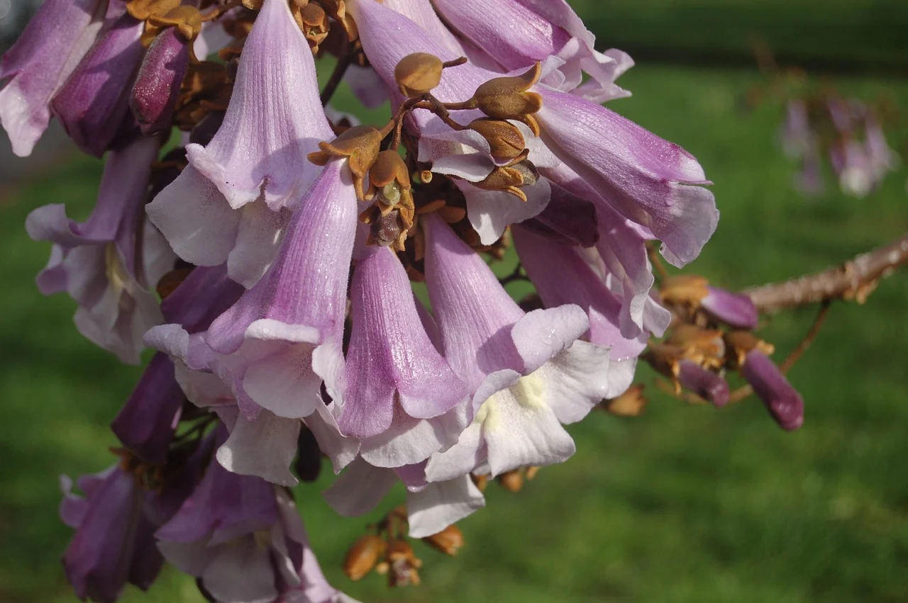paulownia tomentosa