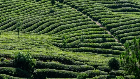 agricultura hidroponica