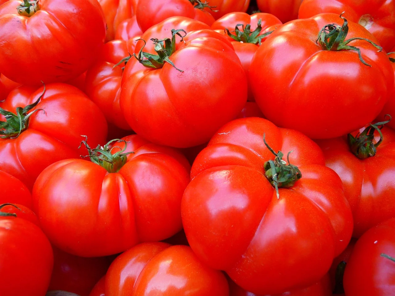 boli si daunatori la tomate