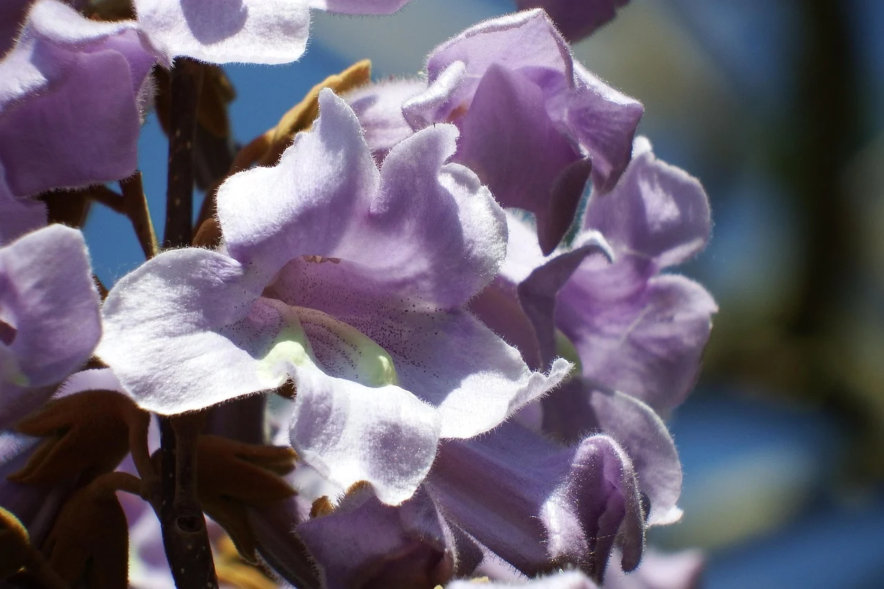 ce este paulownia