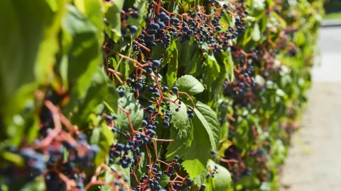 soiuri de struguri parfumati