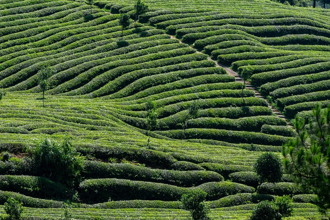 schema de plantare superintensiva la nuc