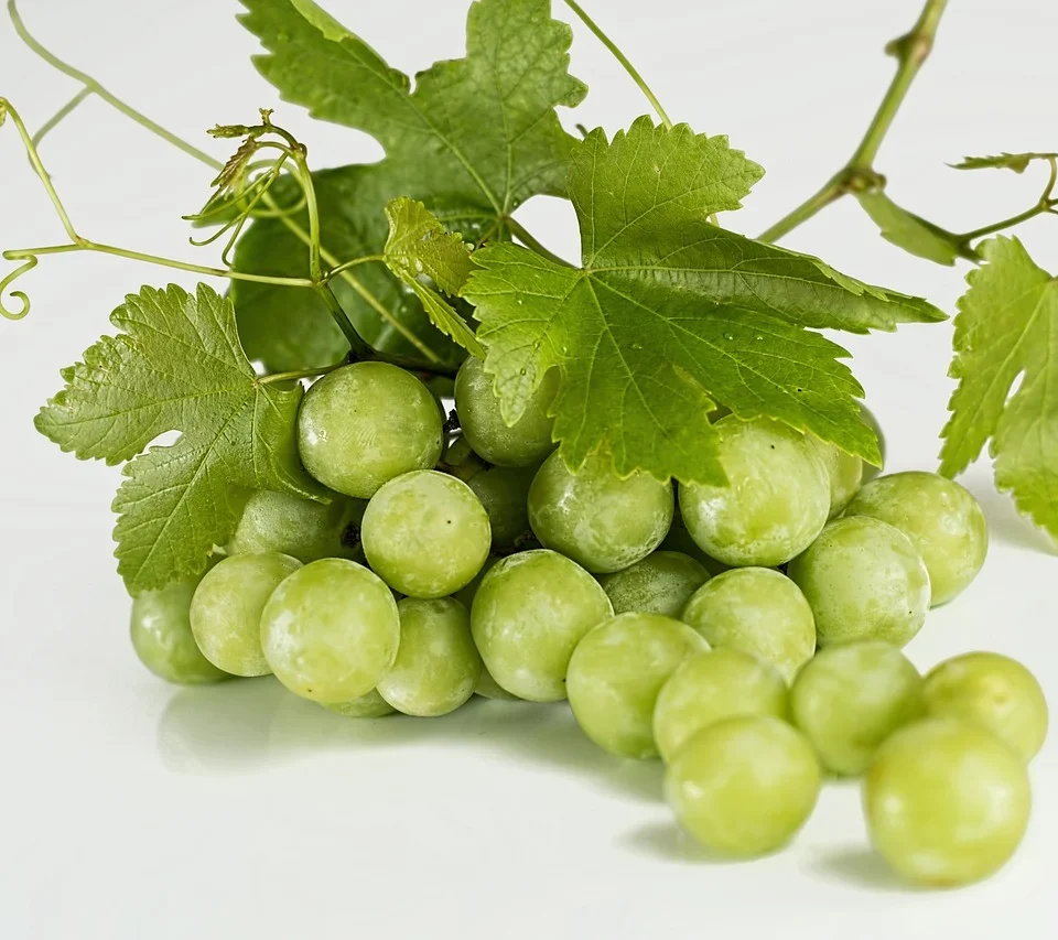 soiuri de struguri negrii pentru vin