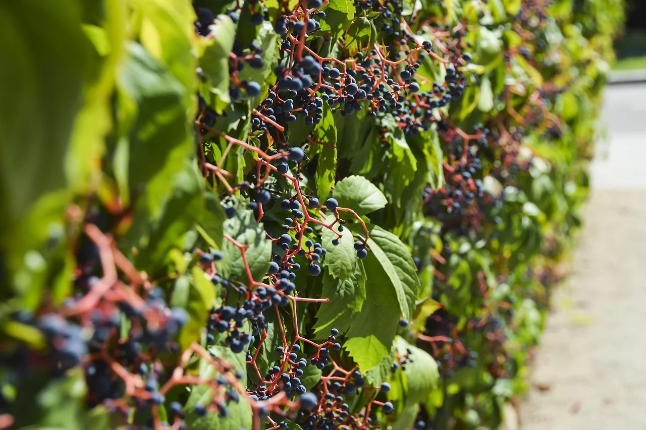 soiuri de struguri pentru vin alb