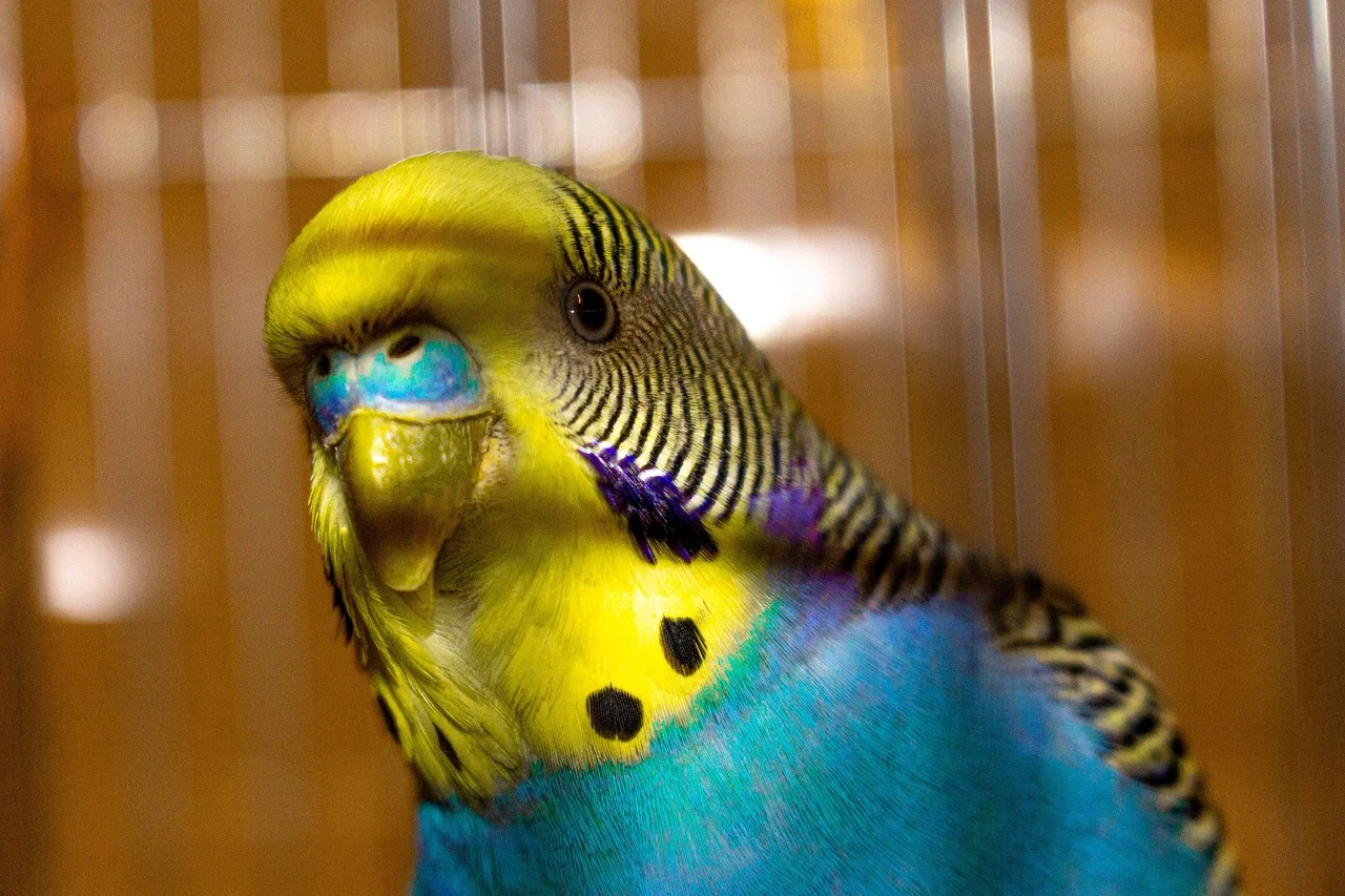 semne ca perusul face oua