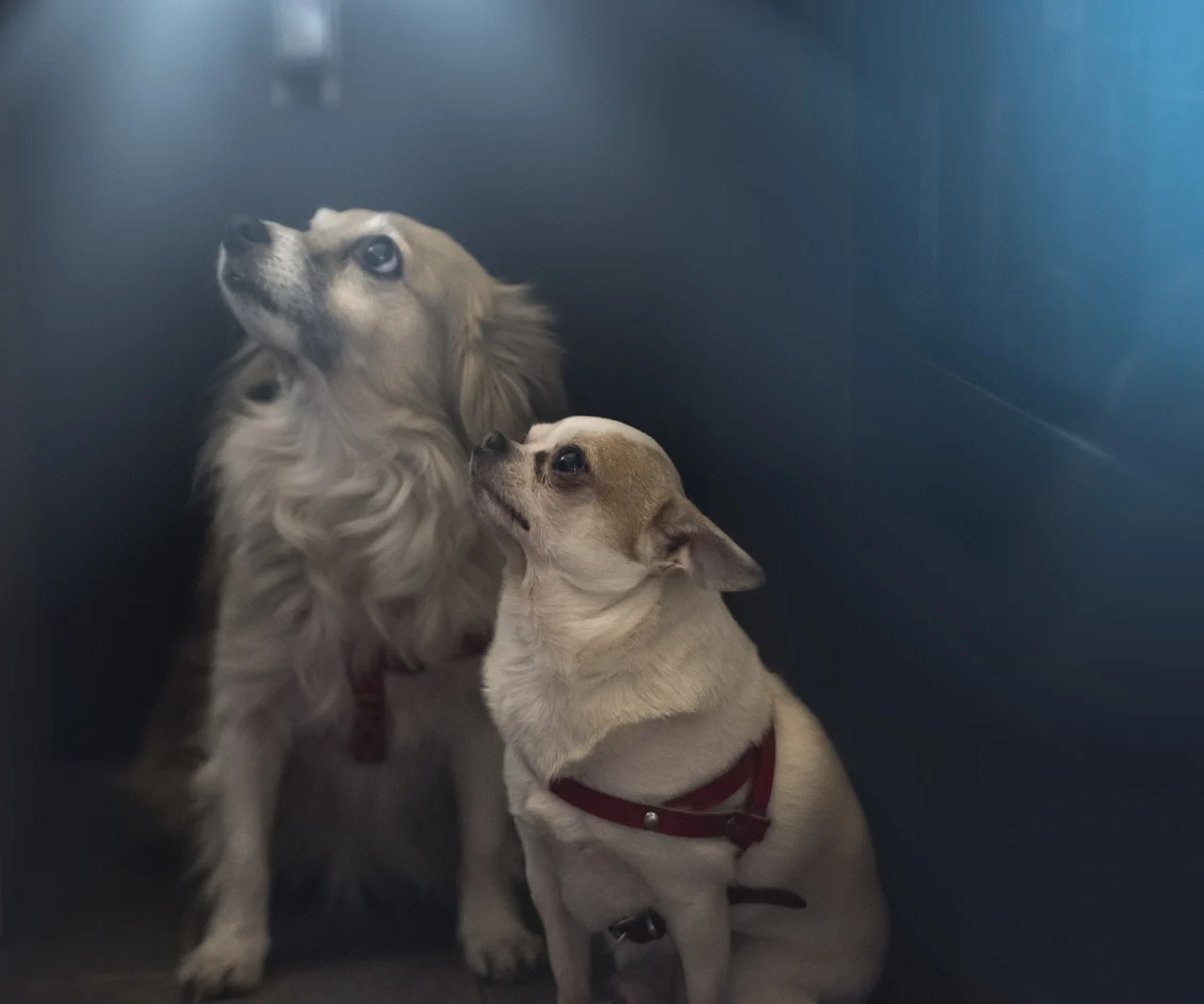 cat dureaza gestatia la caini de talie mica