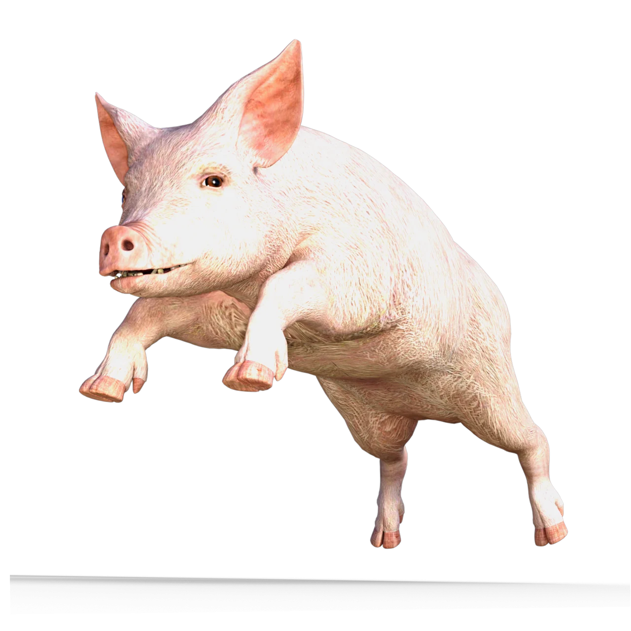 formula de calcul greutate porc