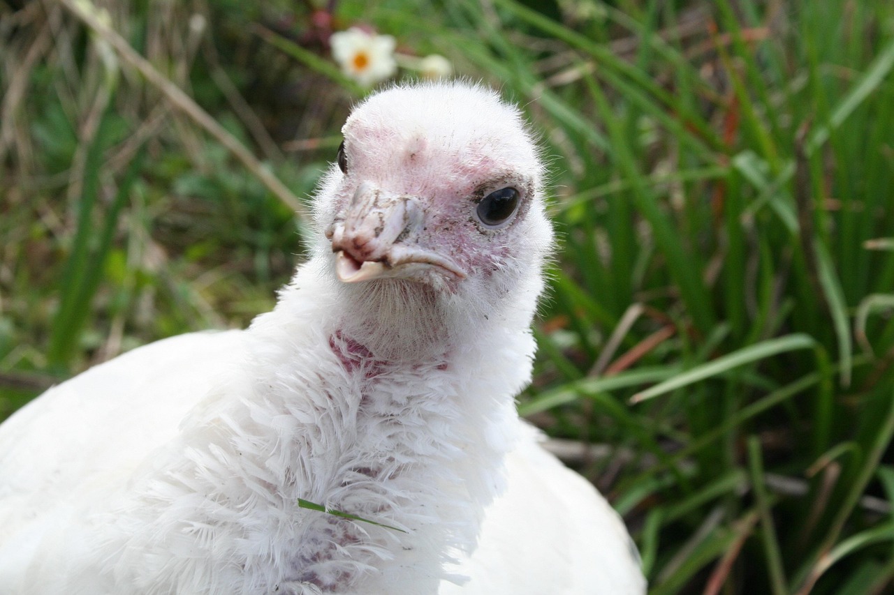 cate oua face o curca pana cade closca