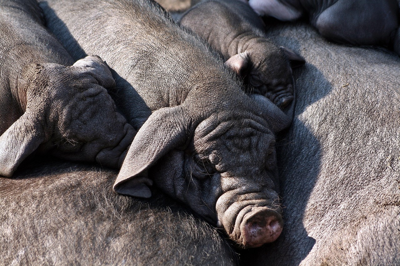 cresterea animalelor