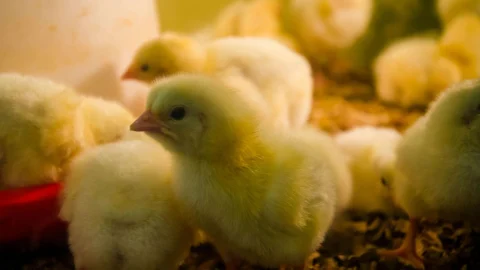 cum îți poți îmbunătăți afacerea agricolă cu o moară electrică de cereale