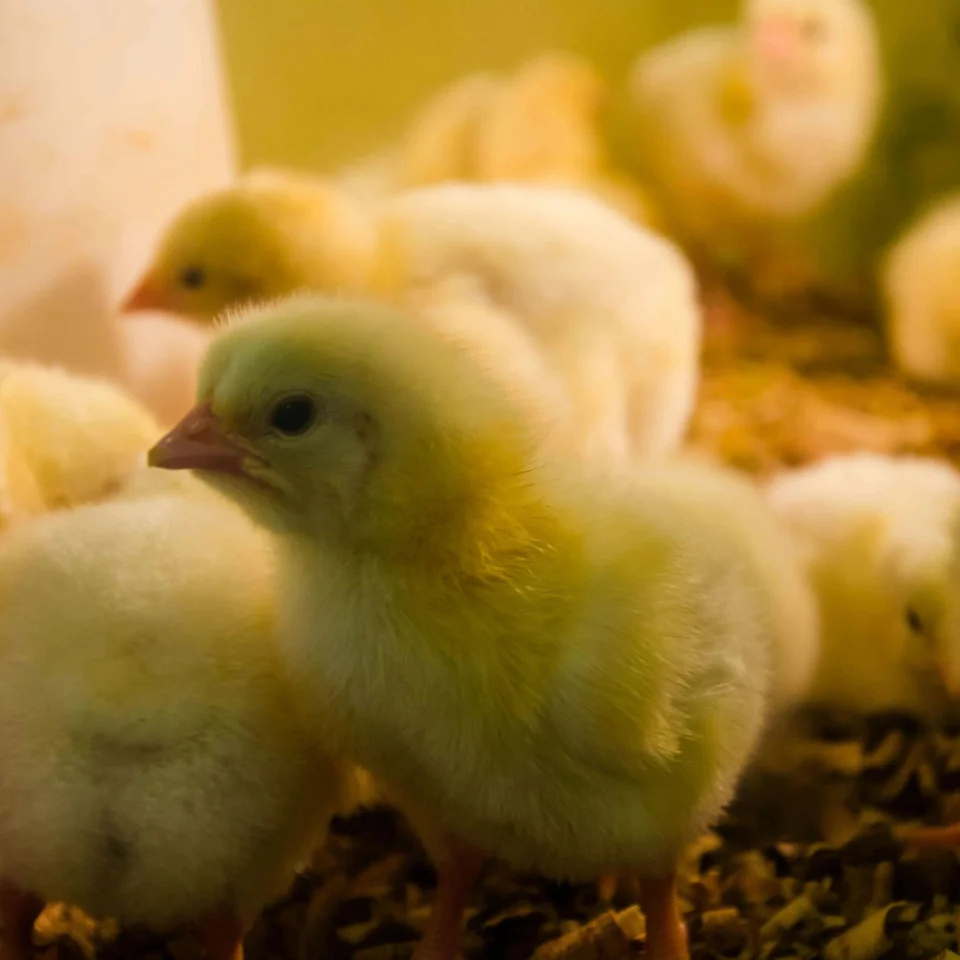 cum îți poți îmbunătăți afacerea agricolă cu o moară electrică de cereale