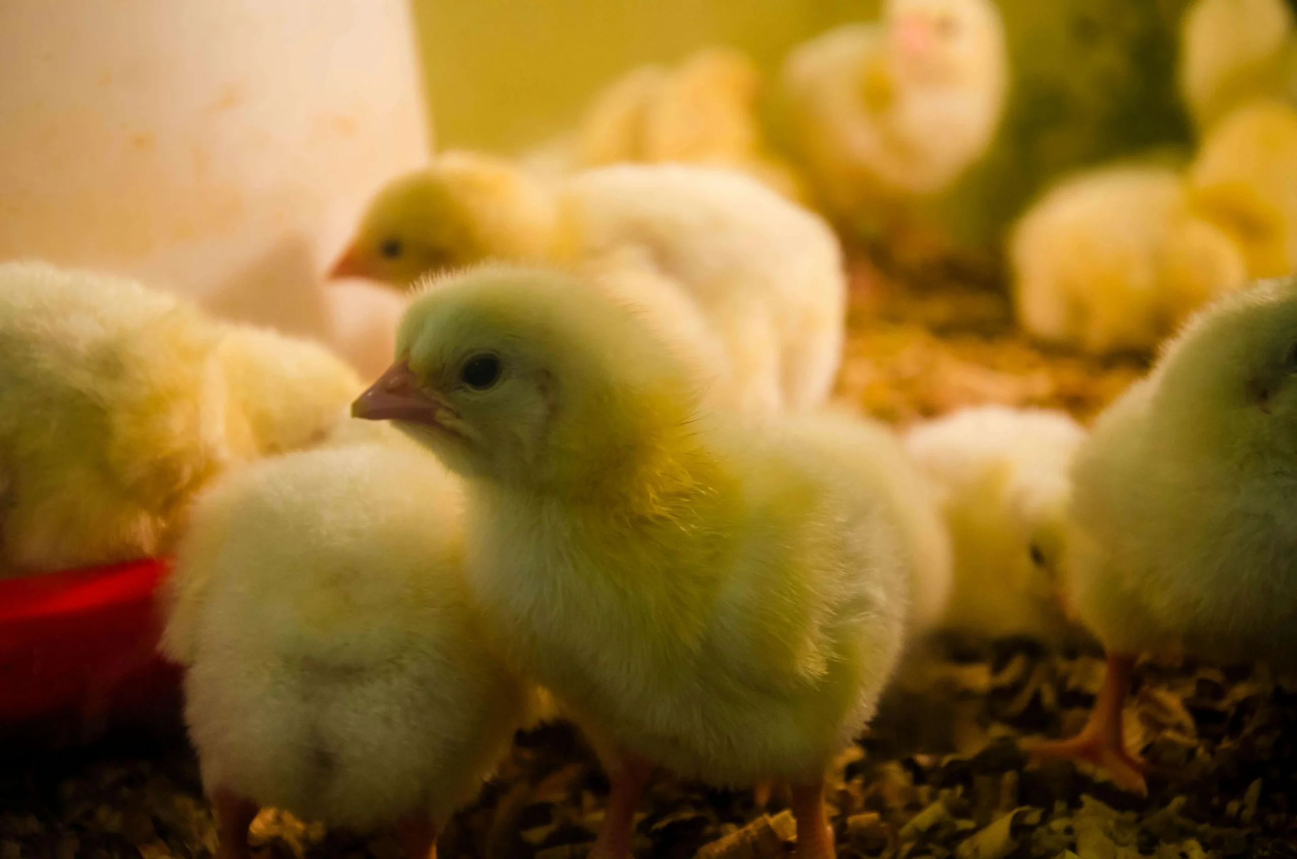 cum îți poți îmbunătăți afacerea agricolă cu o moară electrică de cereale