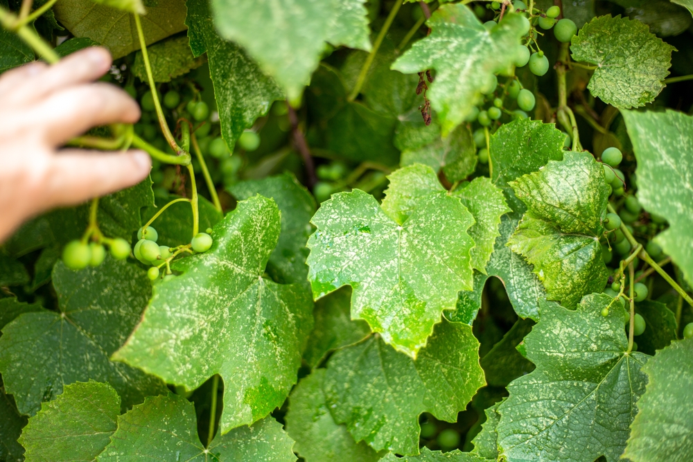 a,gardener,inspects,the,leaves,of,a,diseased,grape,,affected