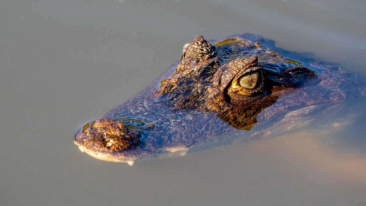 fuzarioza la grau