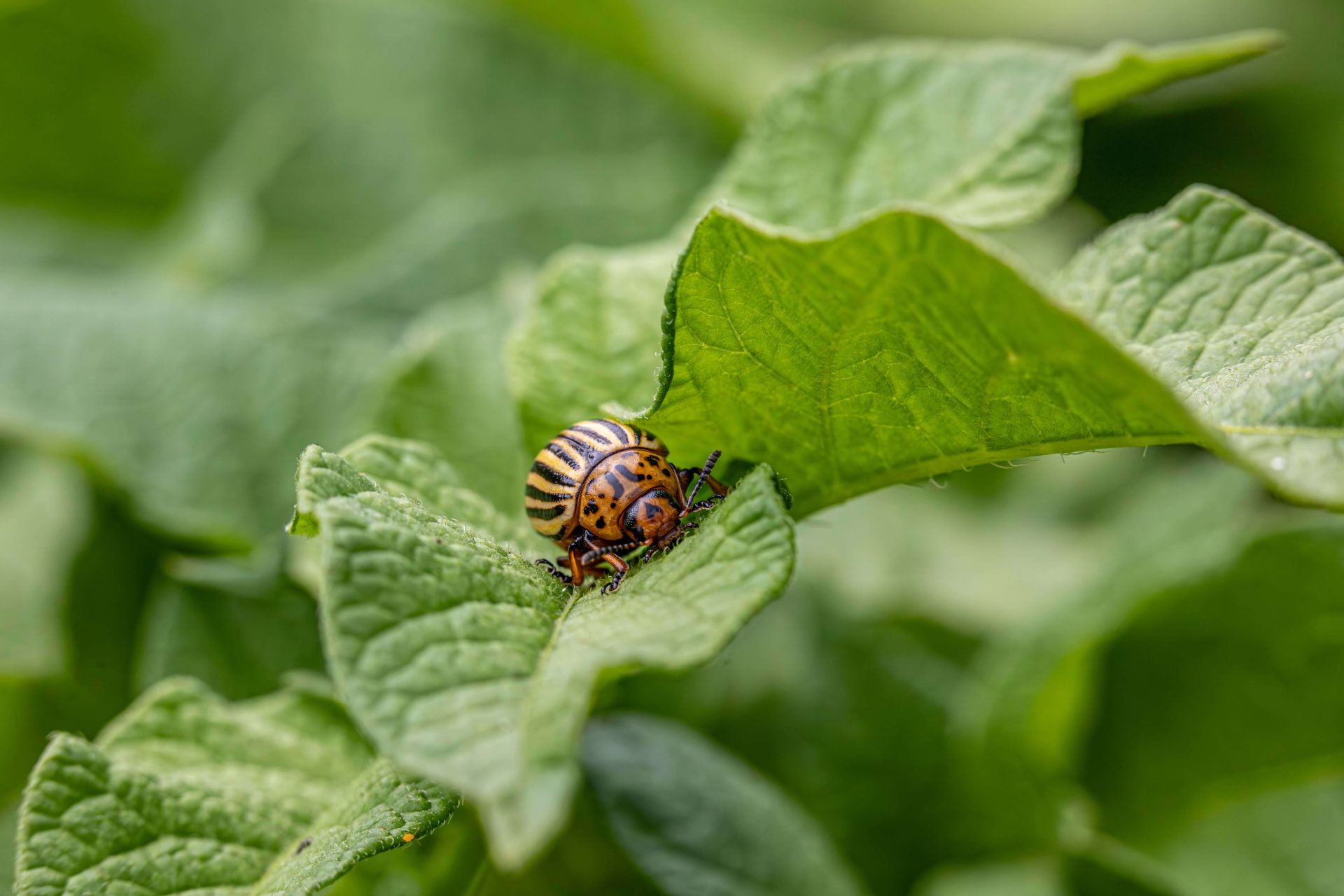 insecticide de contact sistemice sau naturale cum recunos ti tipurile de insecticide utile pentru gra dina ta