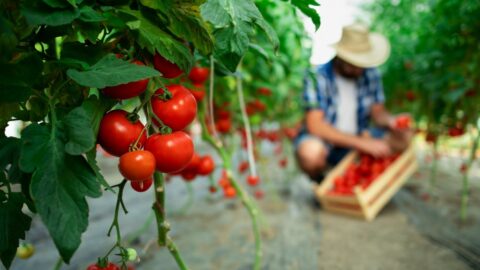 organic food farm