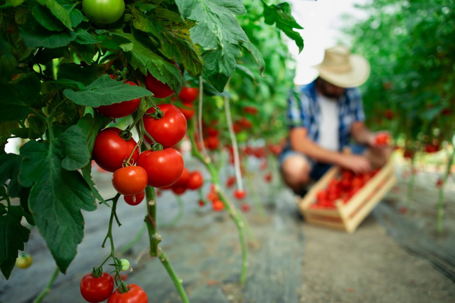 organic food farm