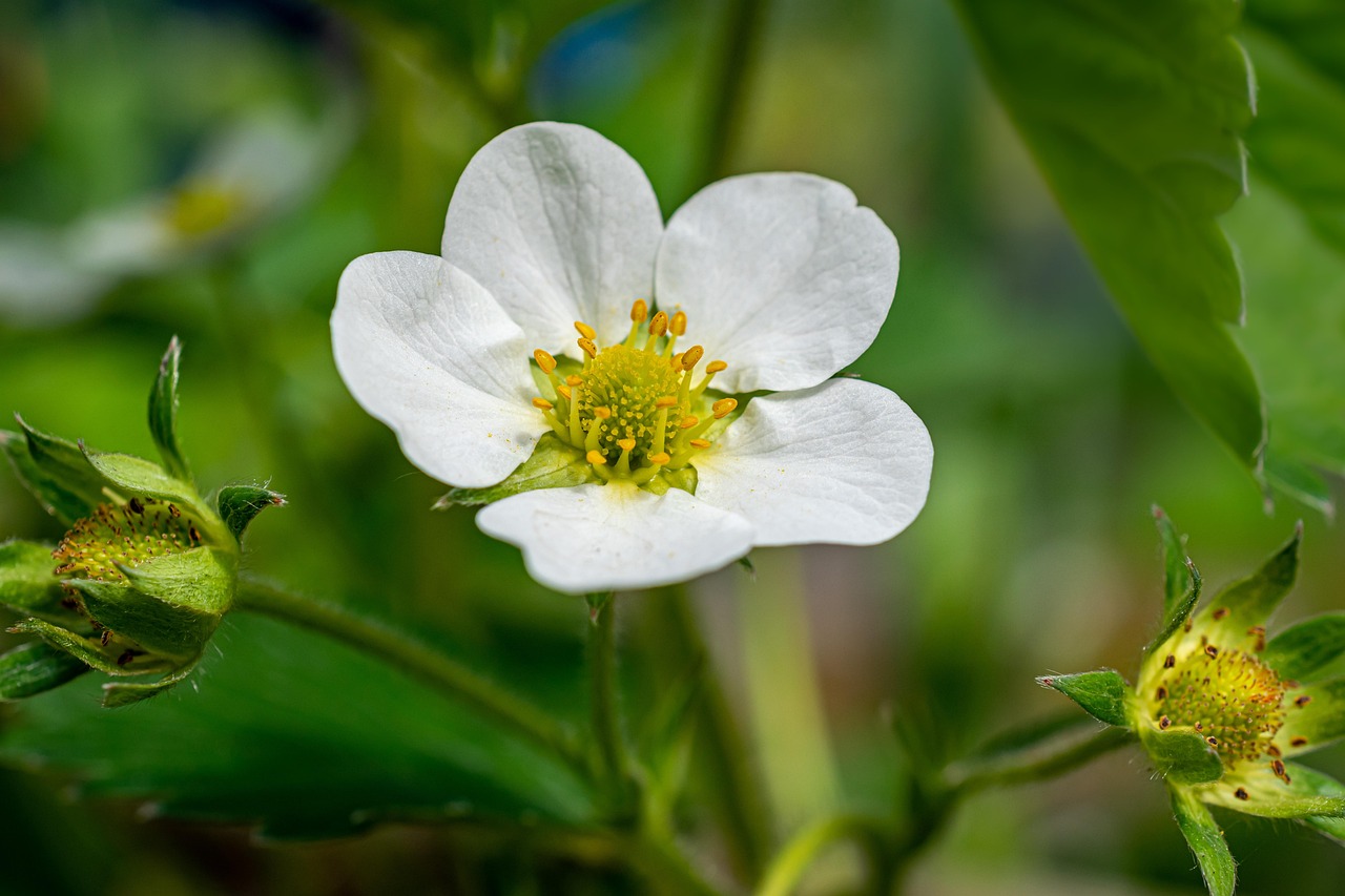 cand se planteaza capsunile toamna