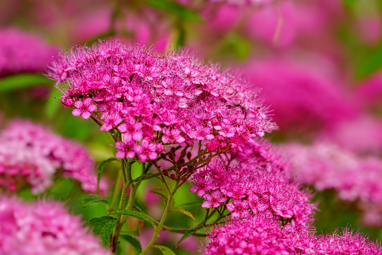 bolile ardeiului in solarii