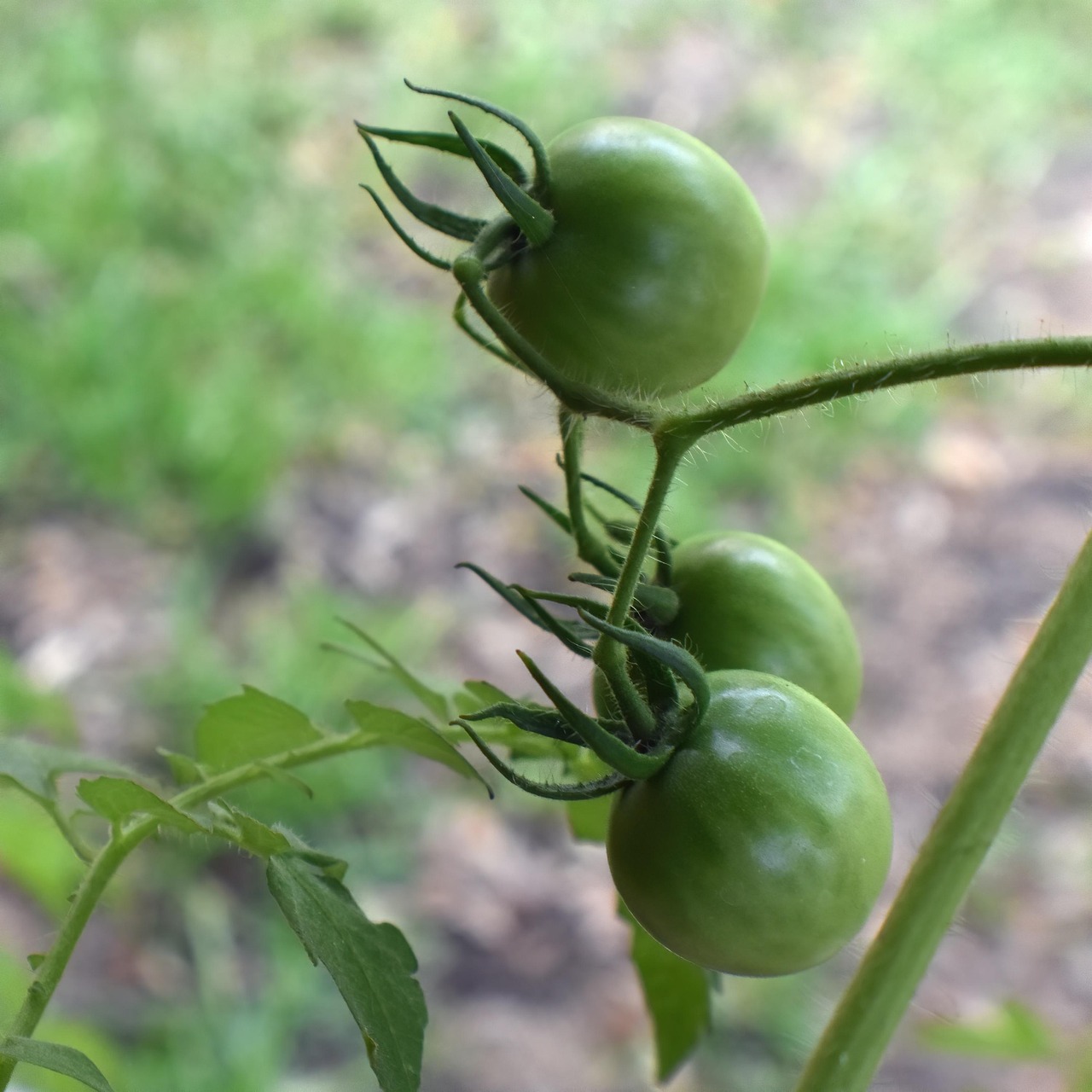 5 greseli de evitat in cultivarea tomatelor